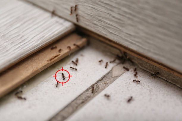 Real Estate Pest Inspections in Mosheim, TN